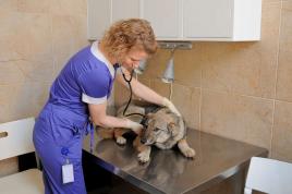 Ветеринарная клиника им. Айвэна Филлмора, фото vetclinika_001 с сайта 008.ru